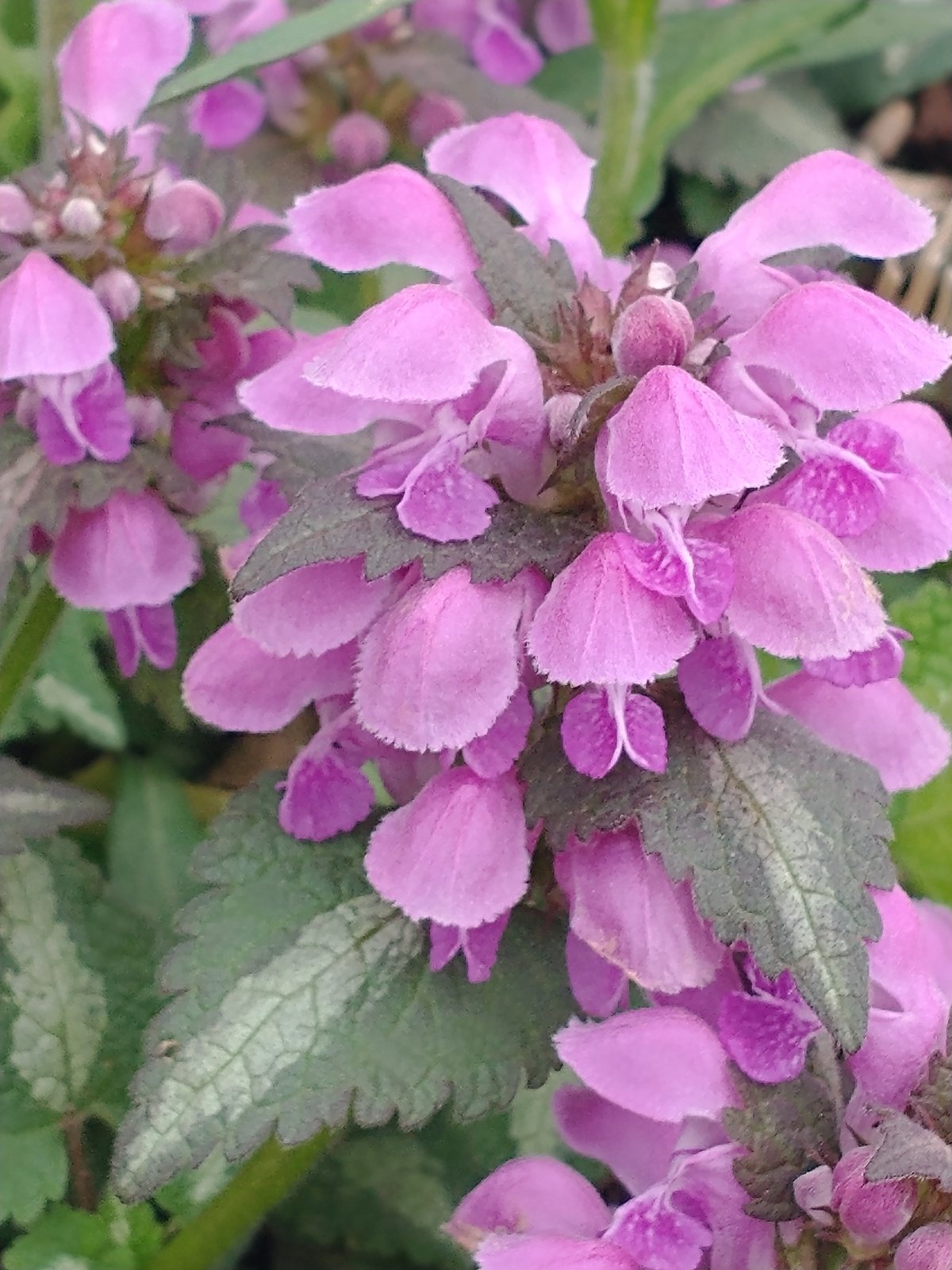 White Nancy dead nettle