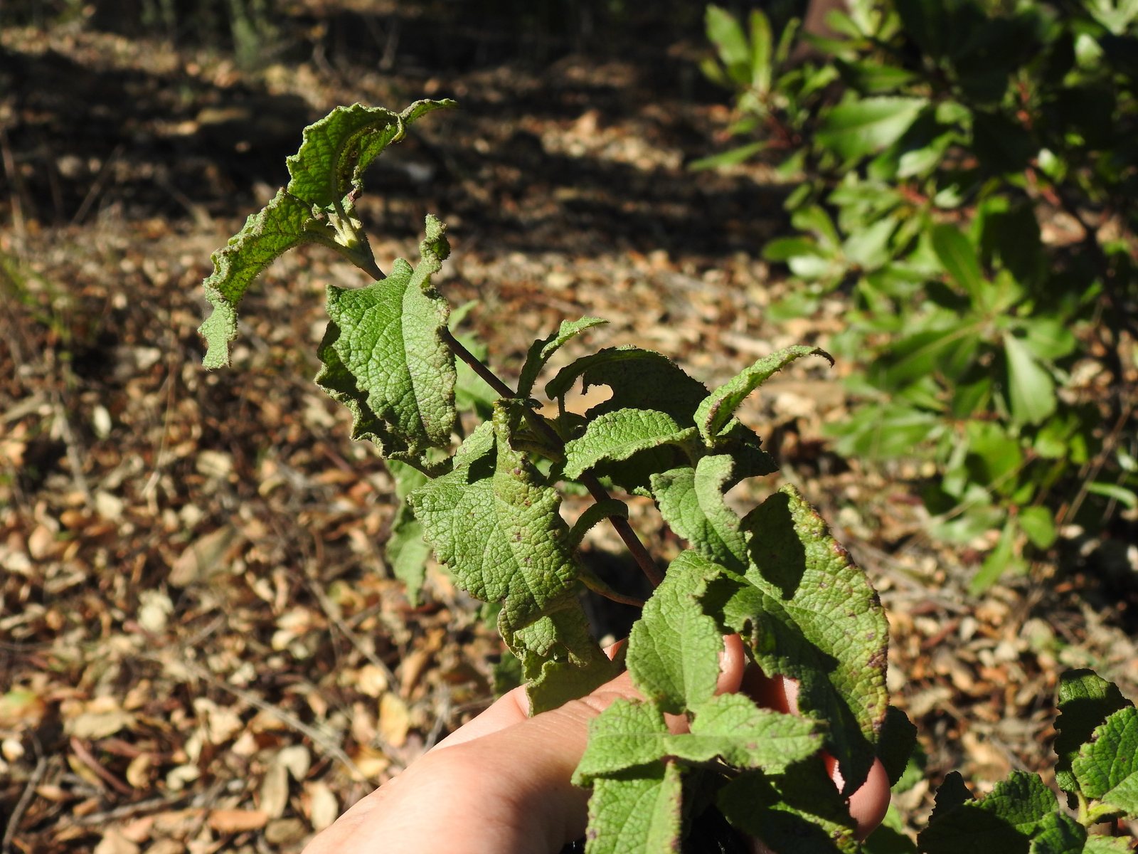 White rock rose