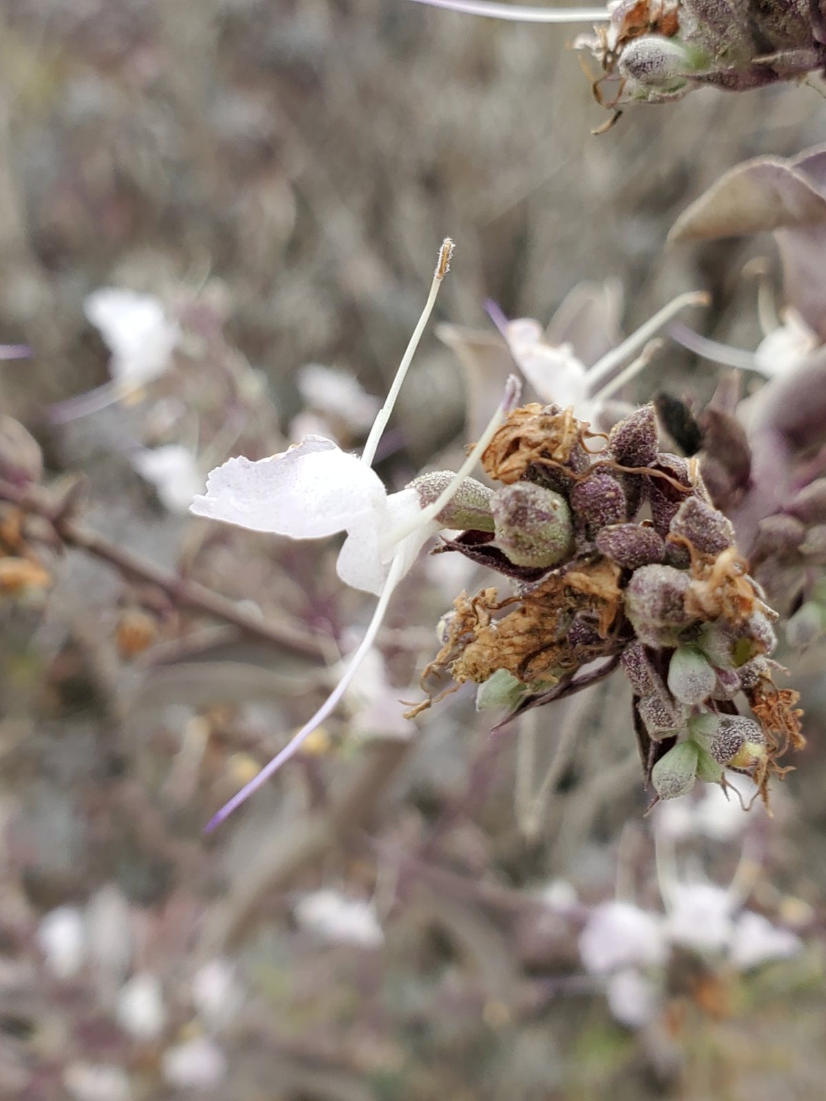 White sage