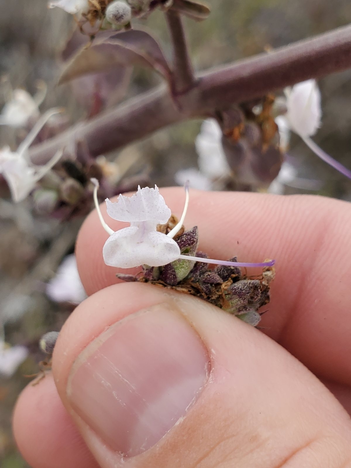 White sage
