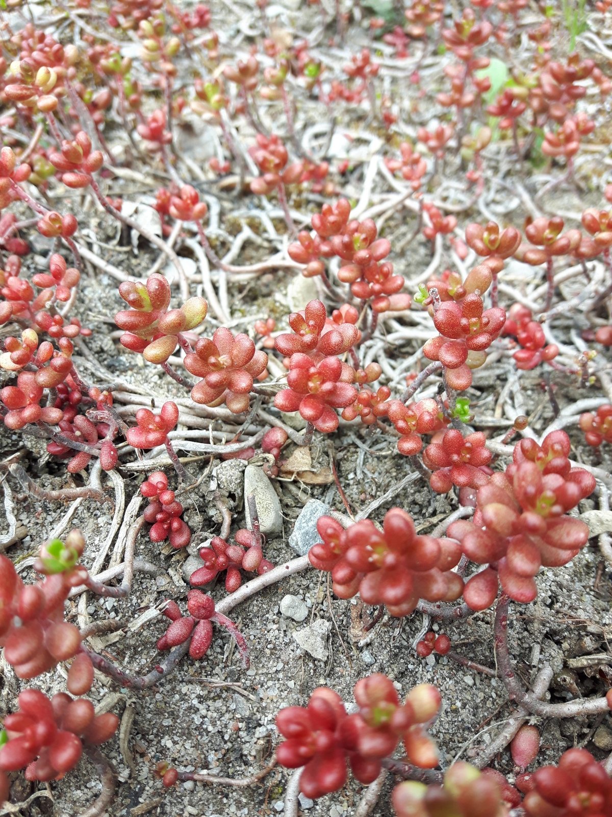 White stonecrop