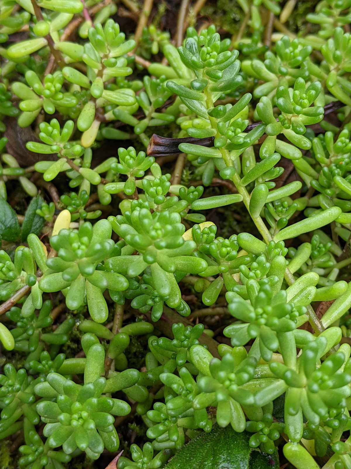 White stonecrop