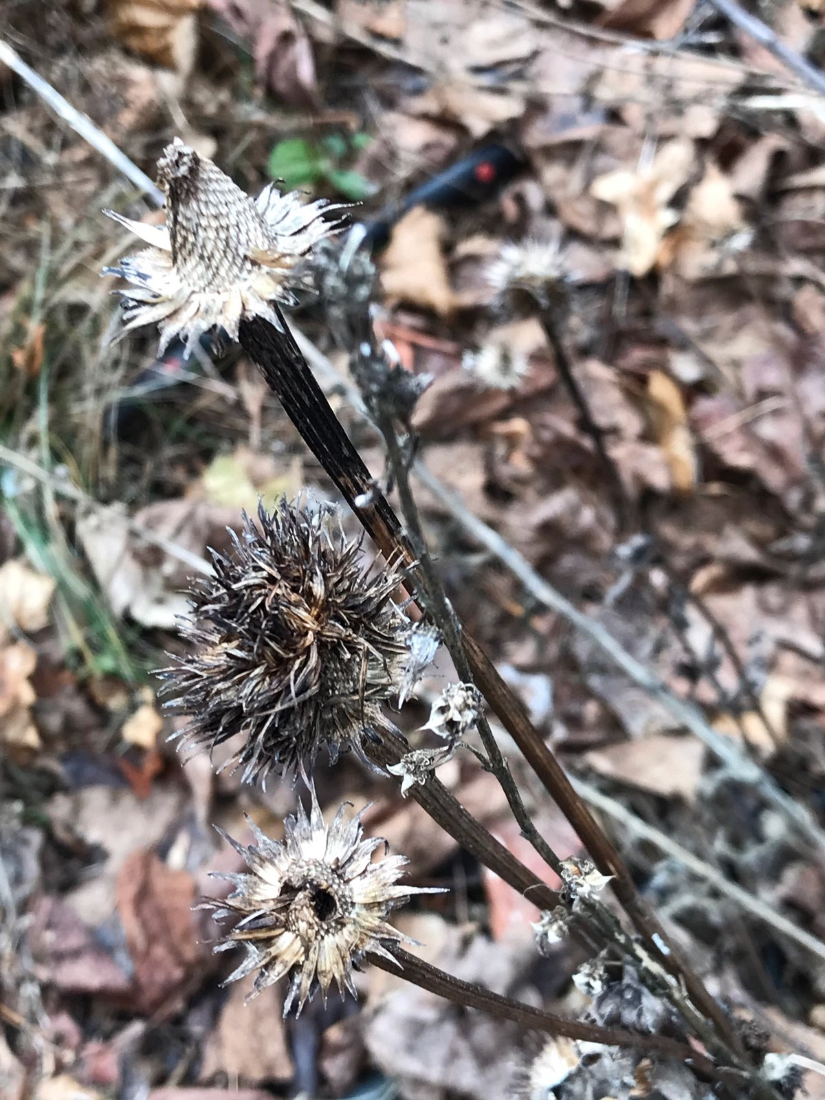 White Swan coneflower