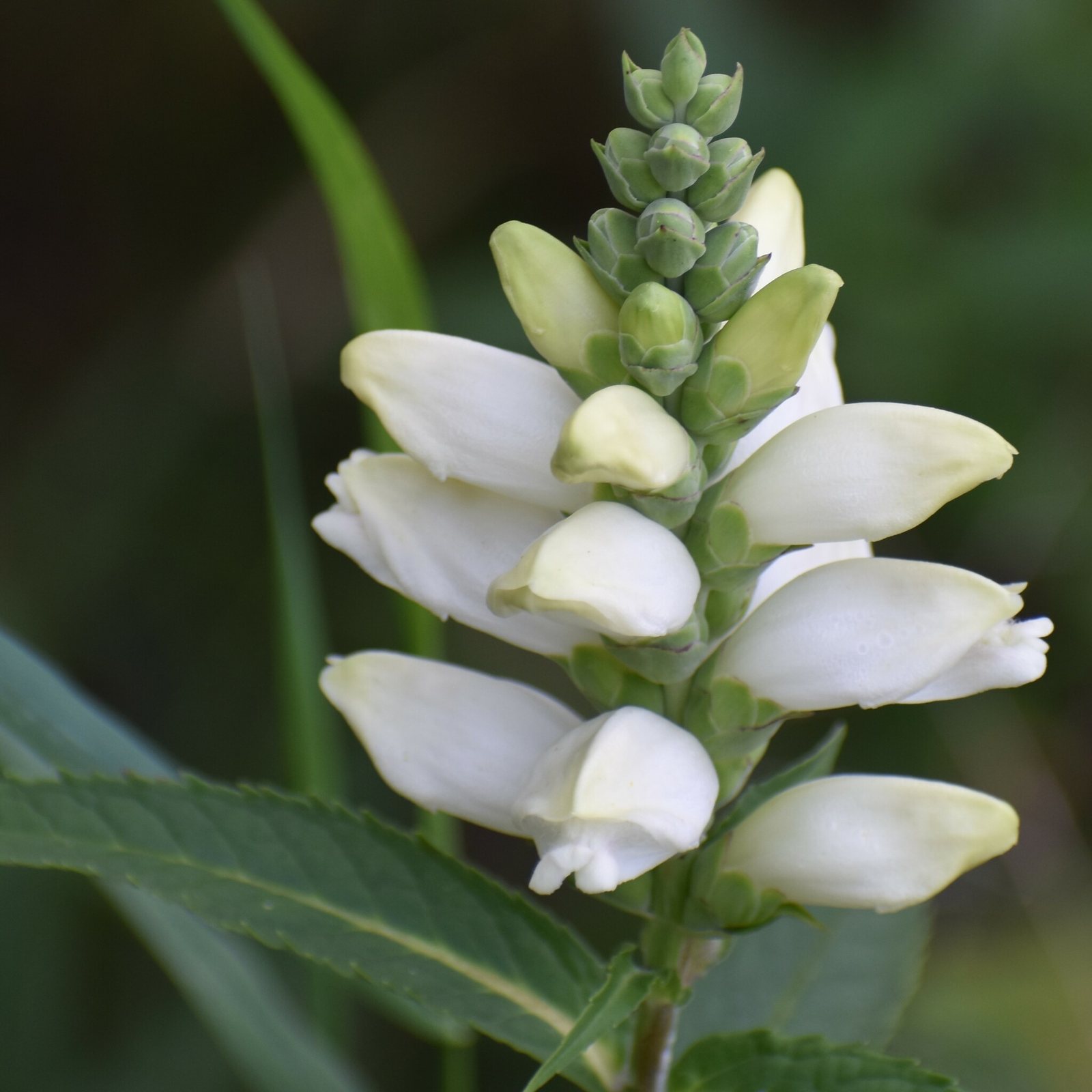 White turtlehead