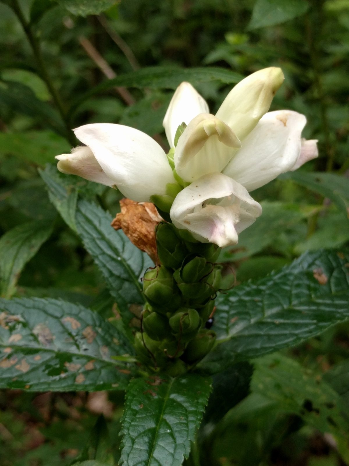 White turtlehead