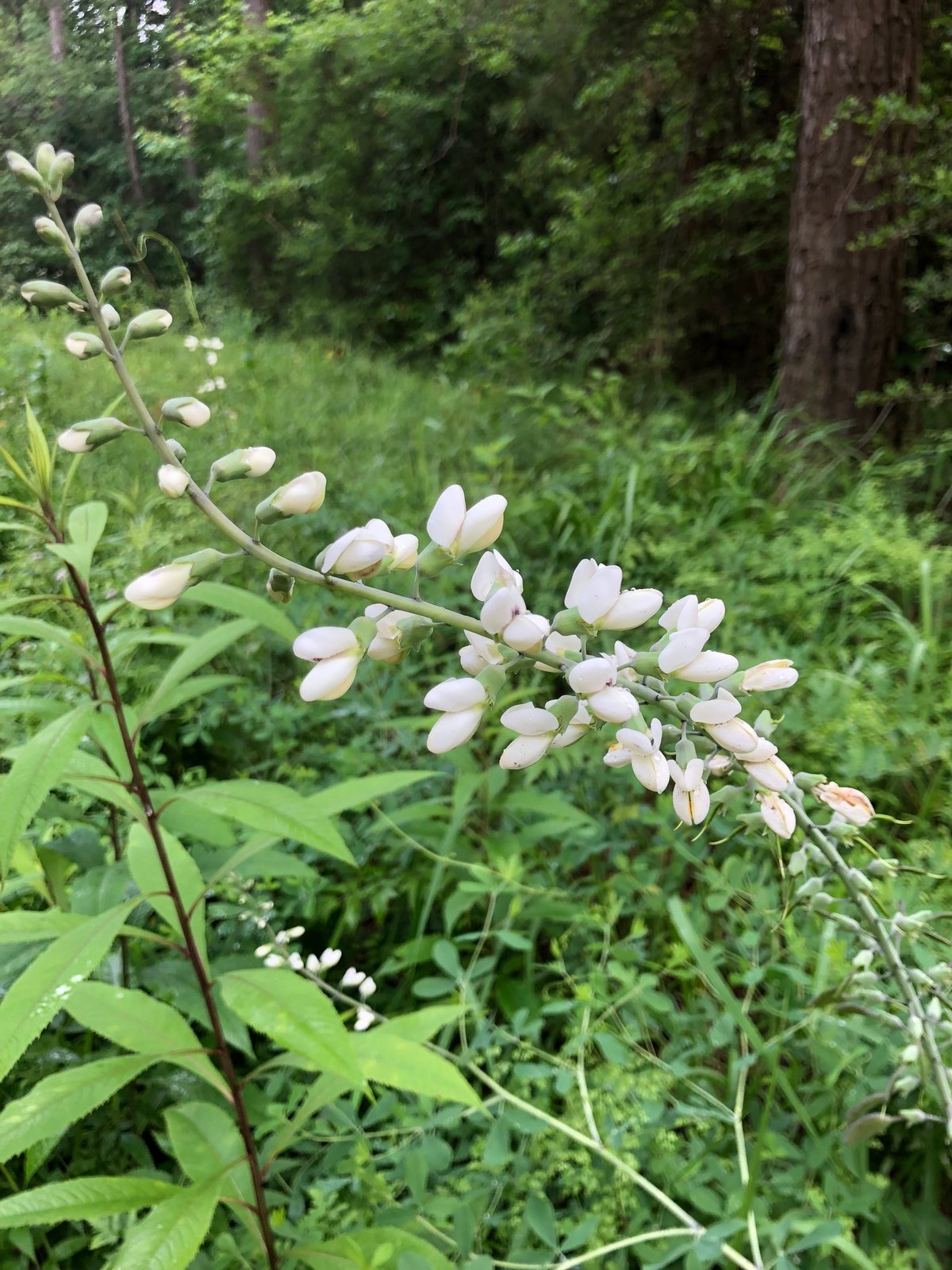 White wild indigo