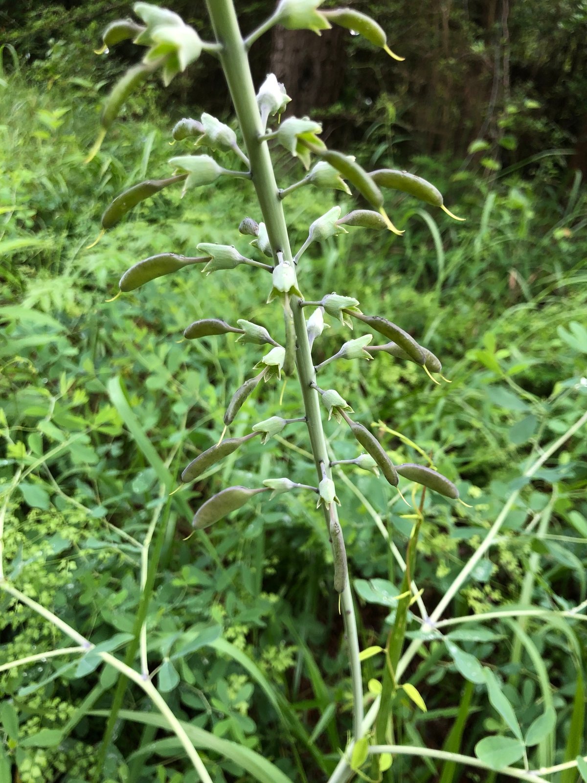 White wild indigo