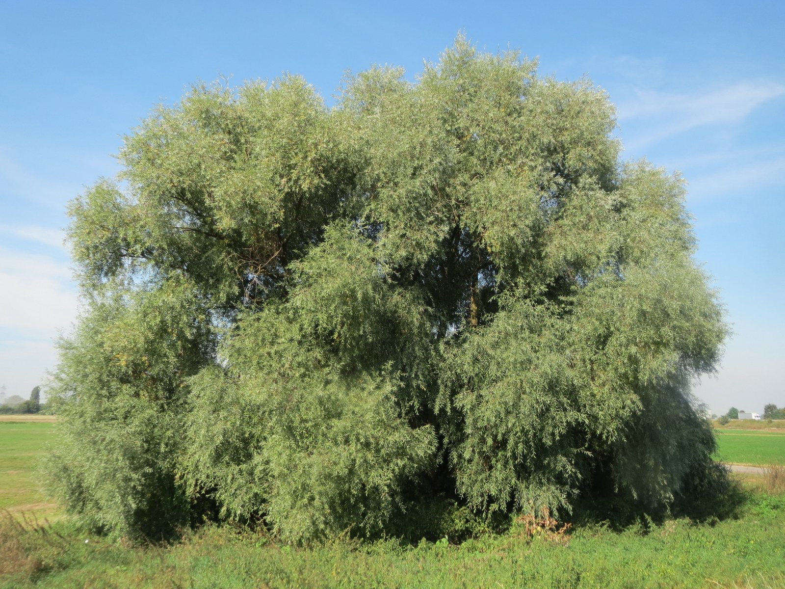 White willow