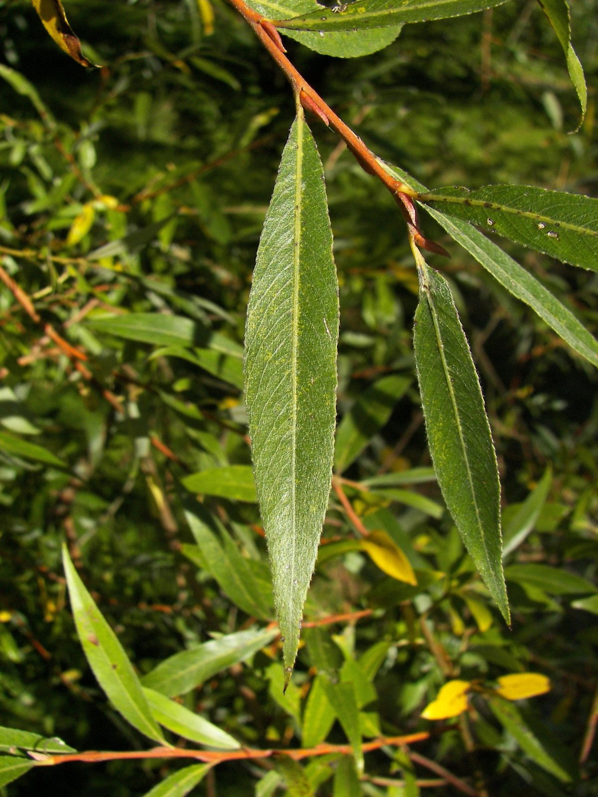 White willow