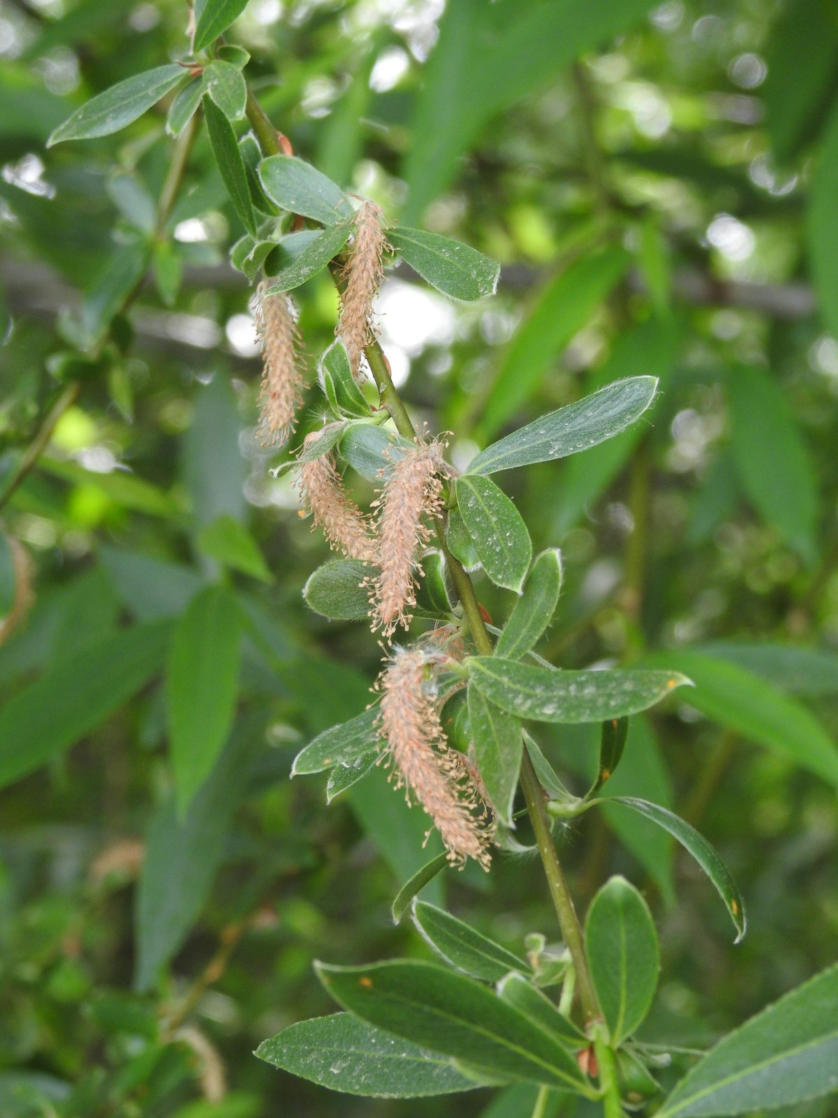 White willow