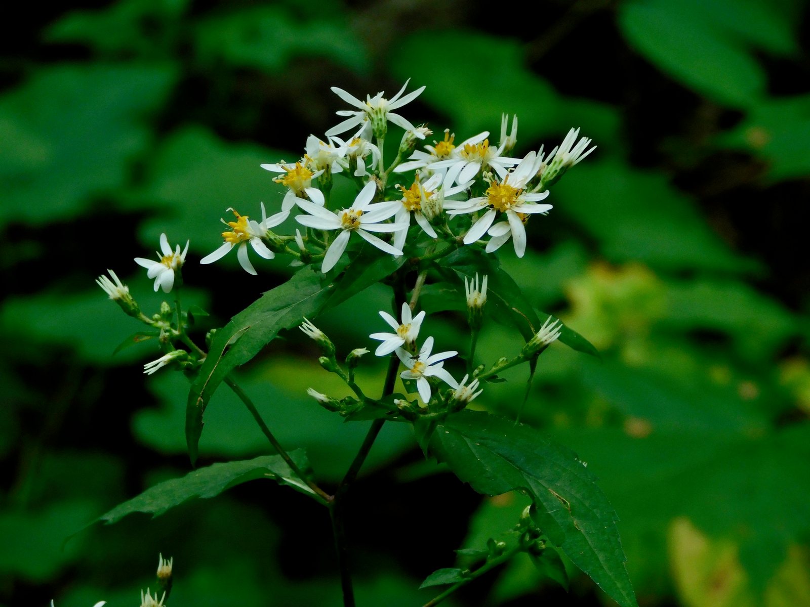 White wood aster
