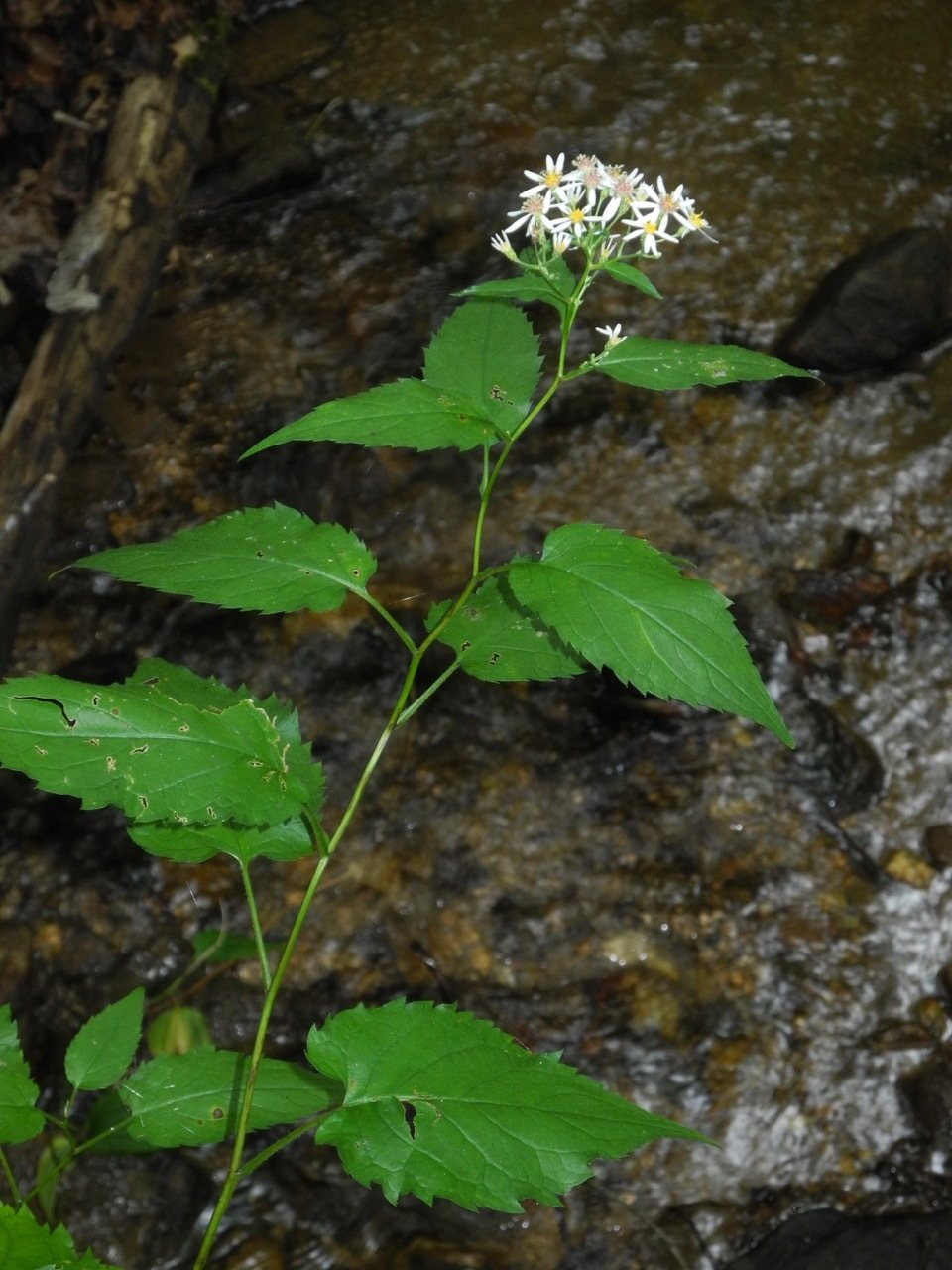 White wood aster