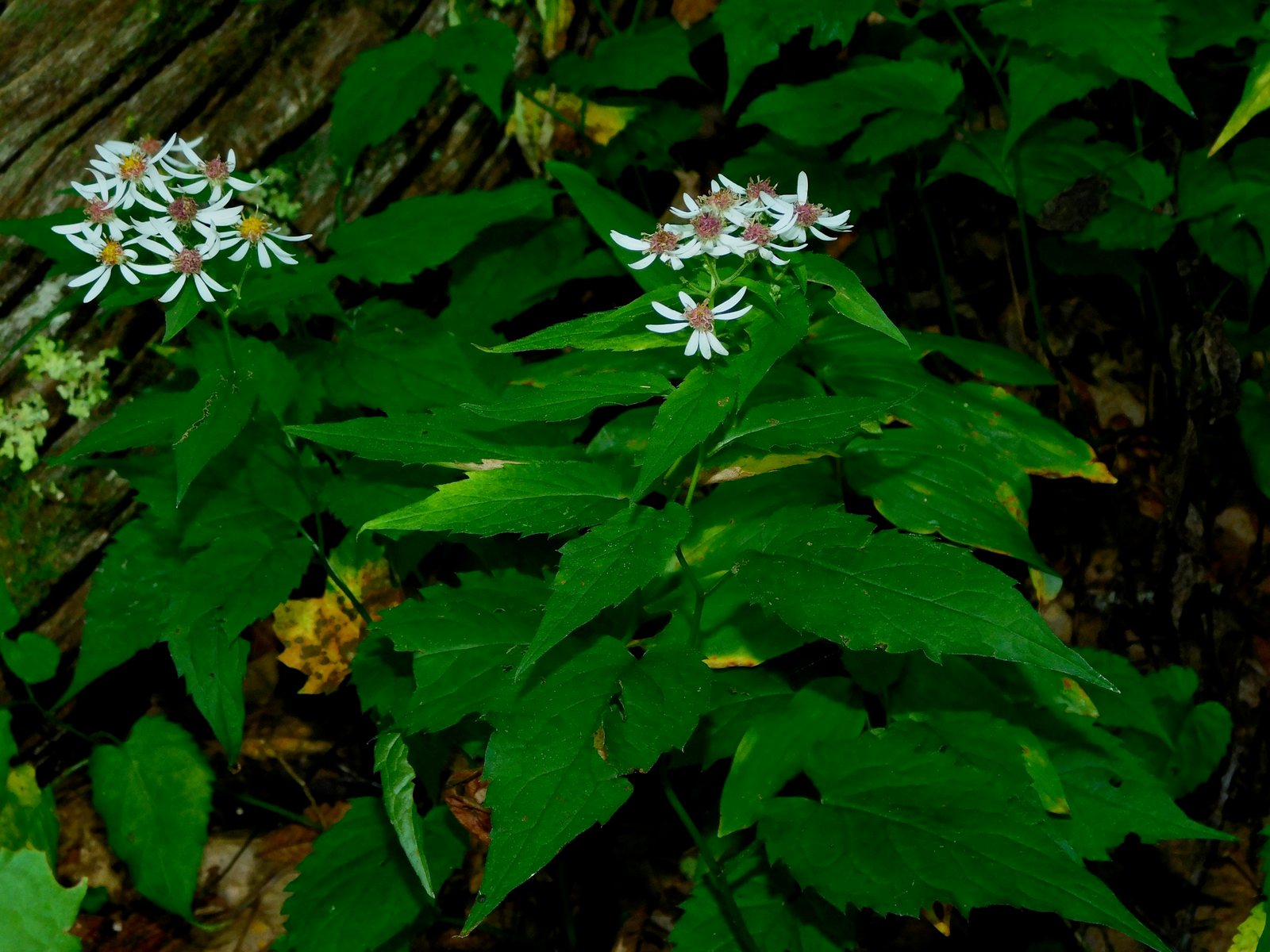 White wood aster