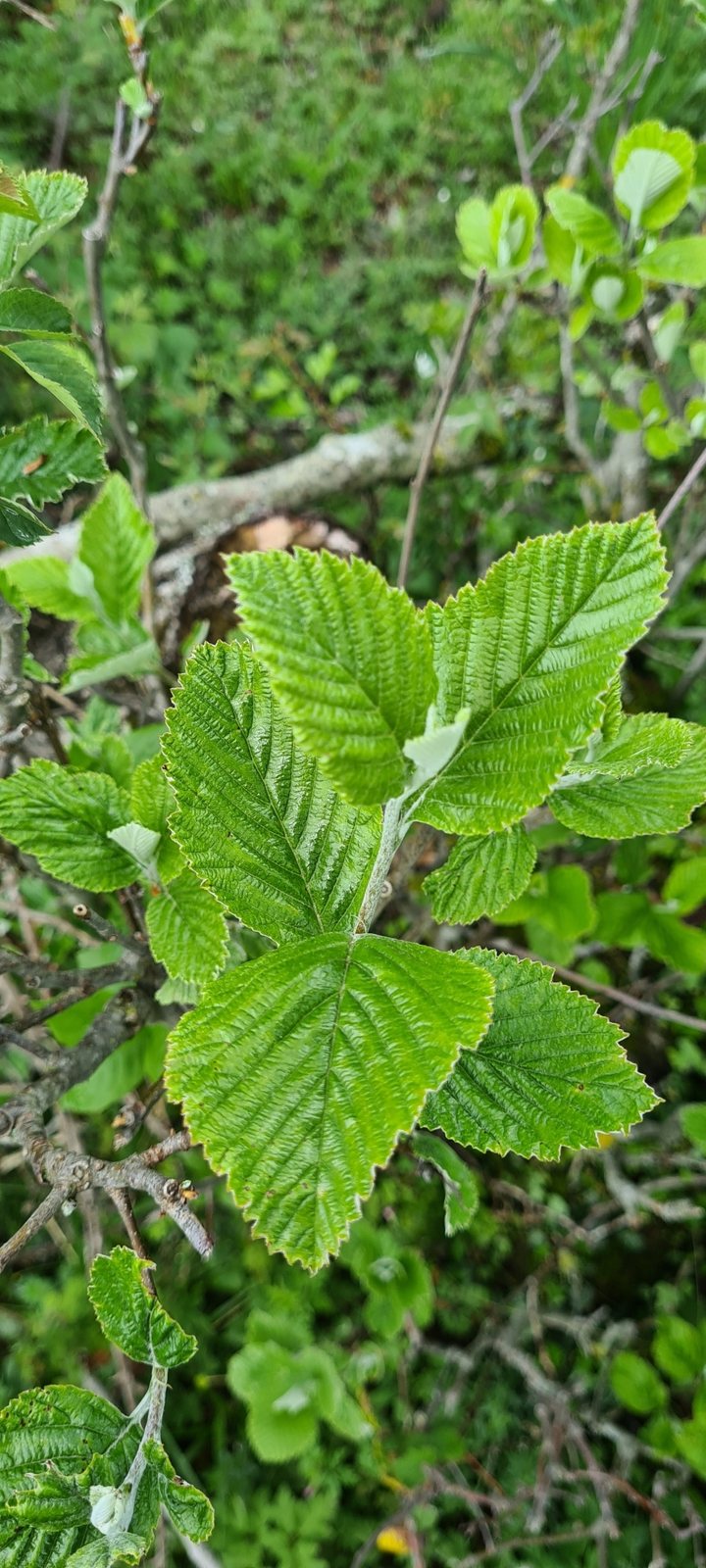 Whitebeam