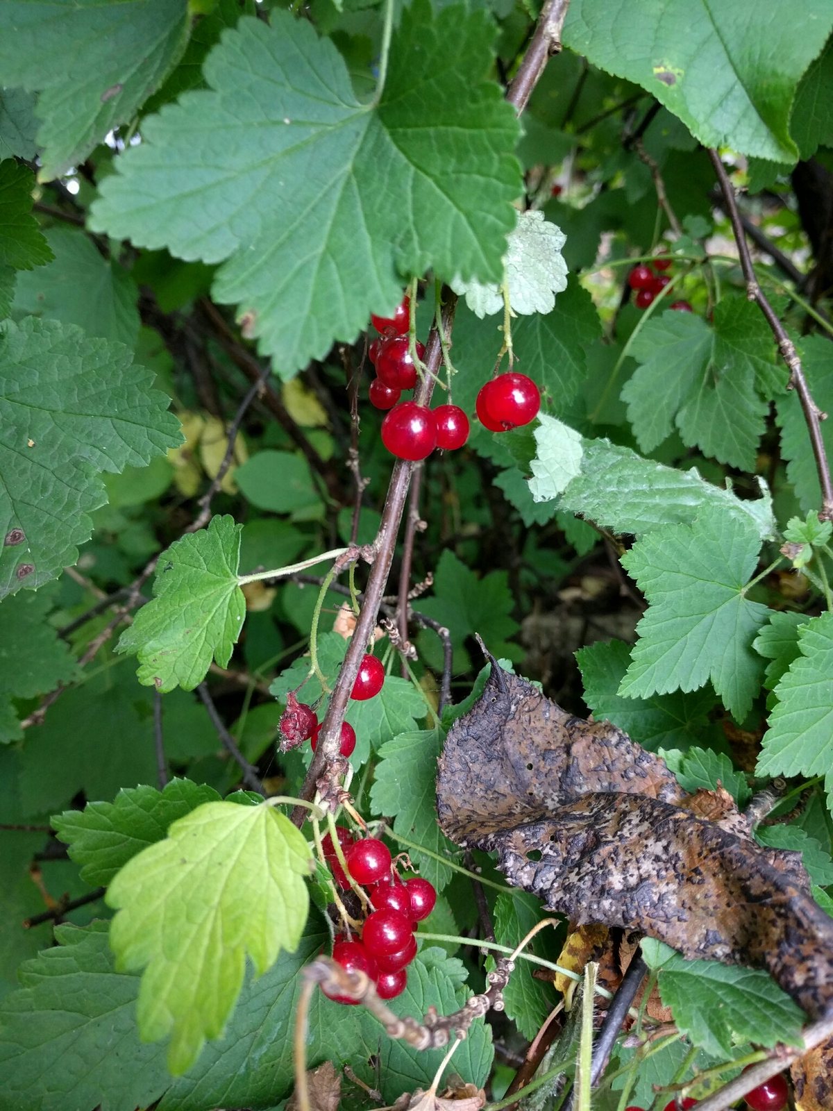 Whitecurrant