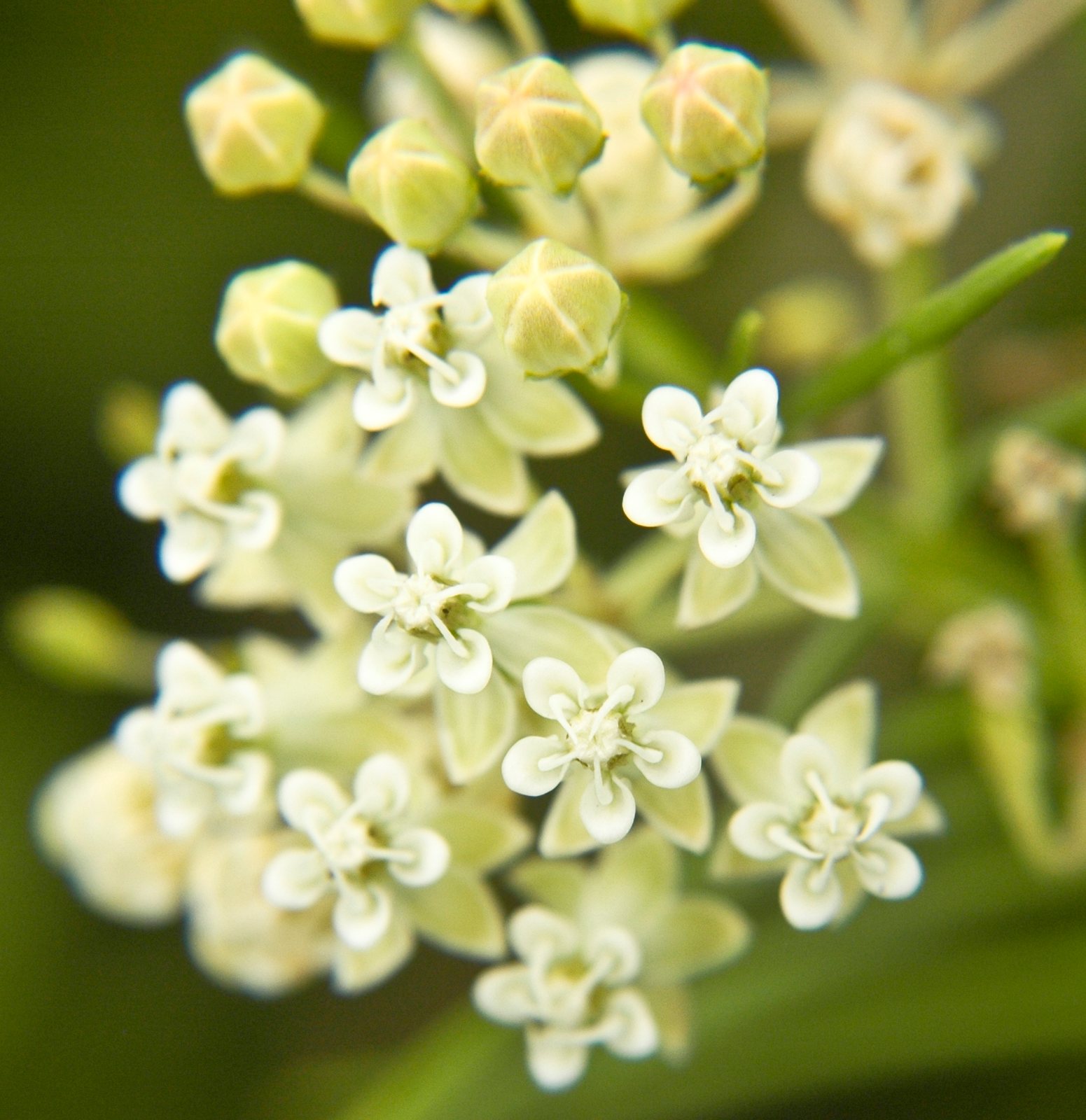 Whorled milkweed