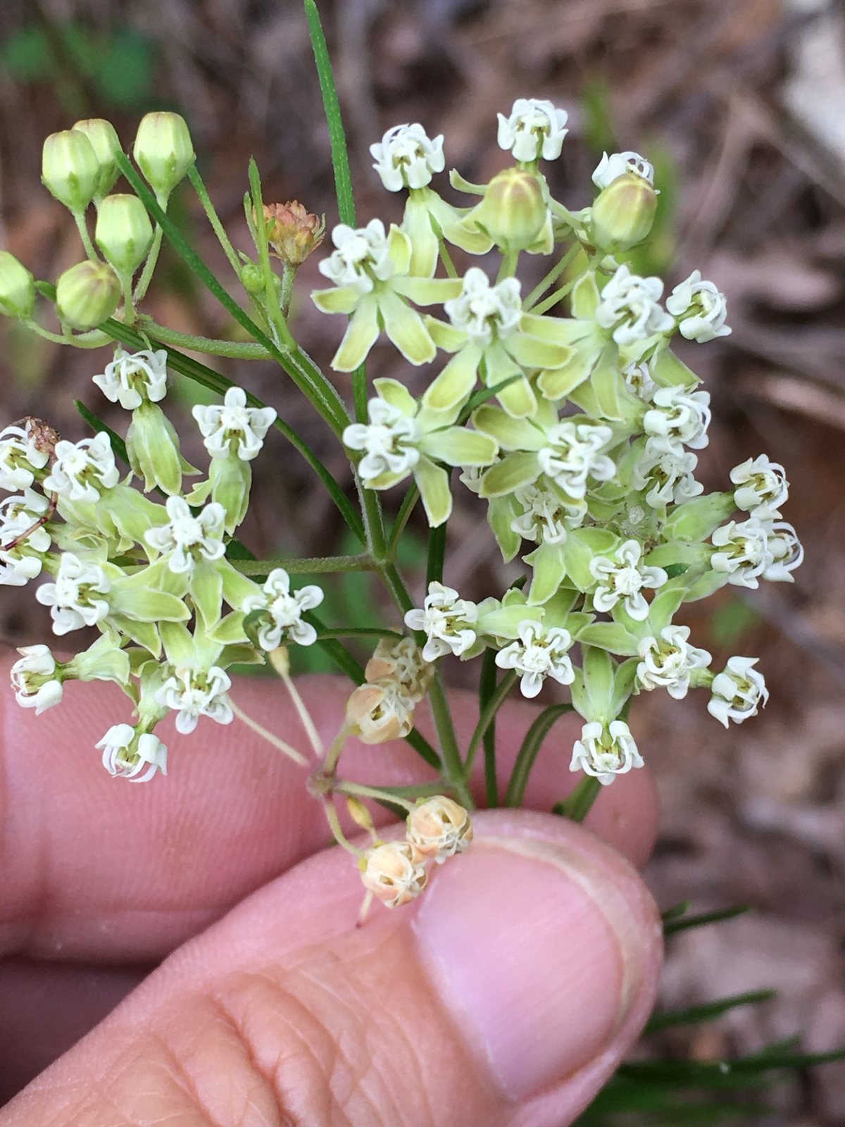 Whorled milkweed