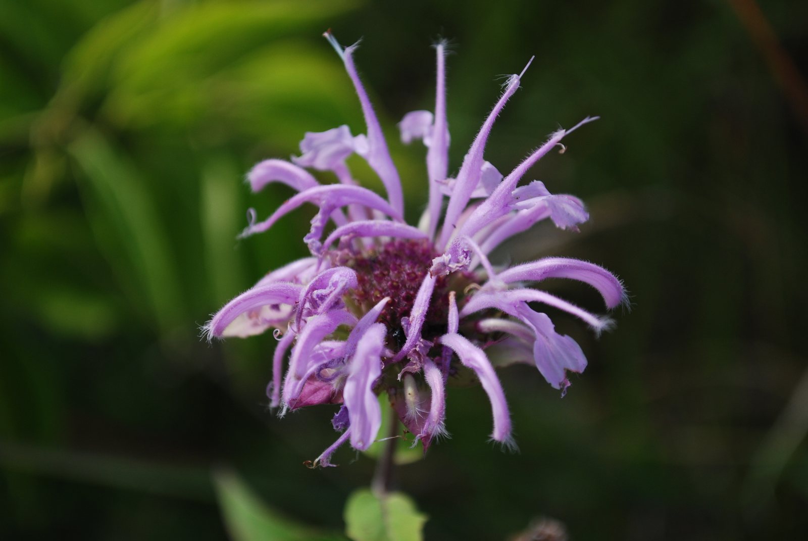 Wild bergamot