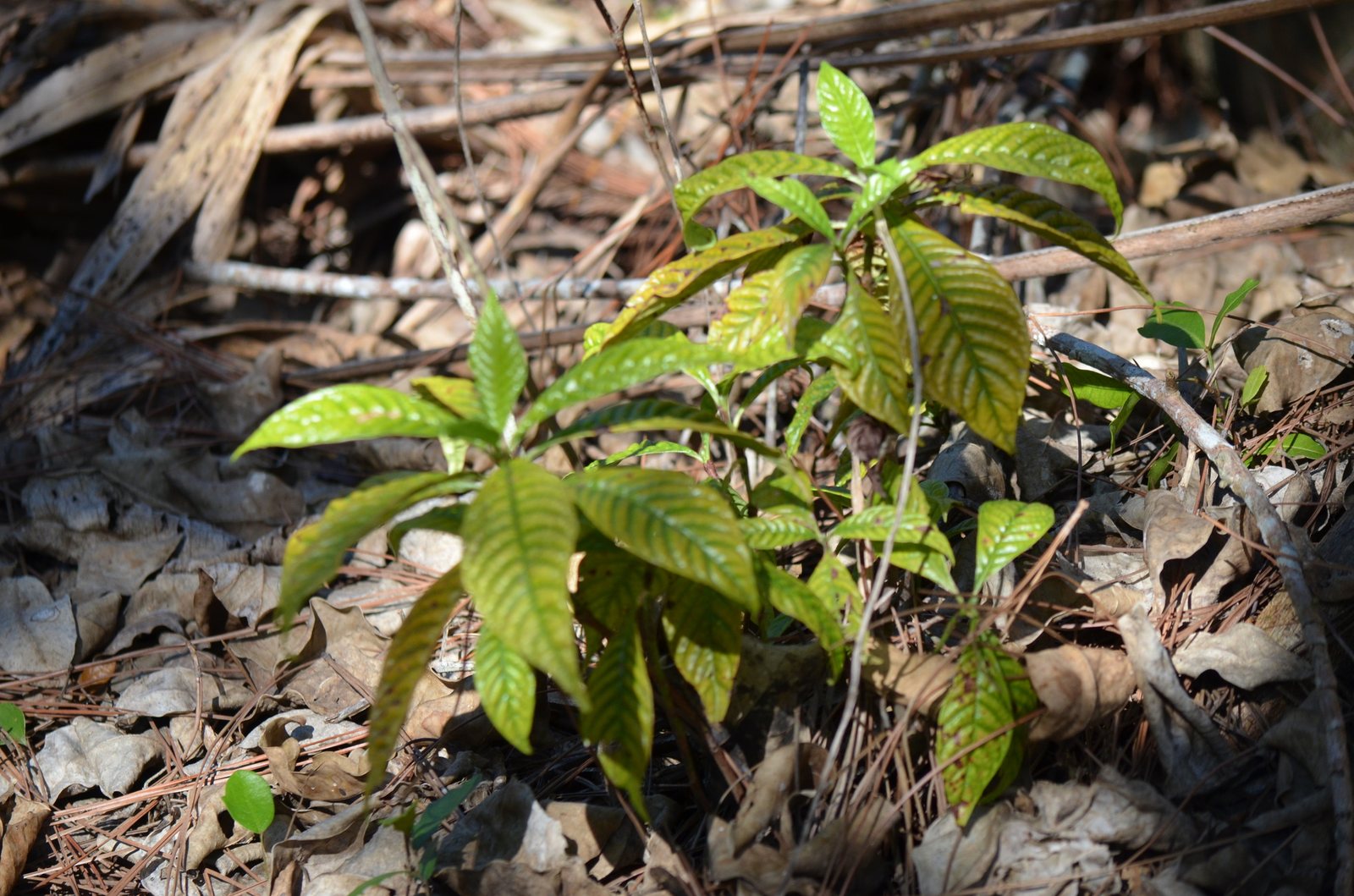 Wild coffee