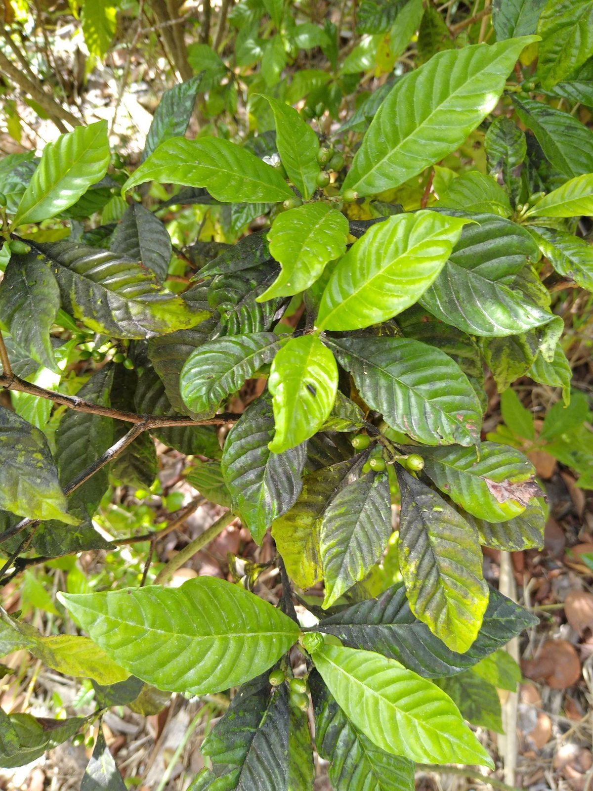 Wild coffee