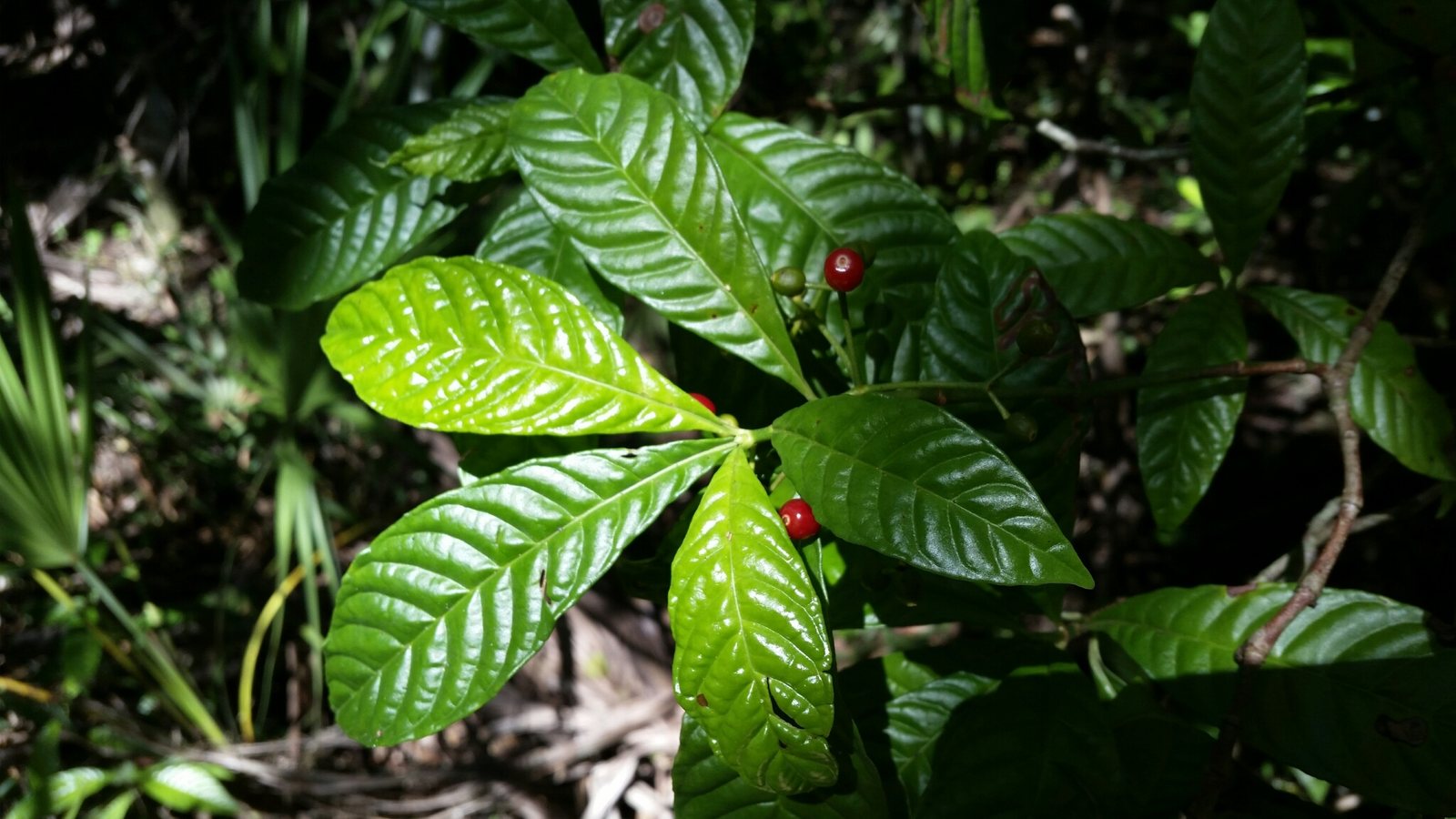 Wild coffee