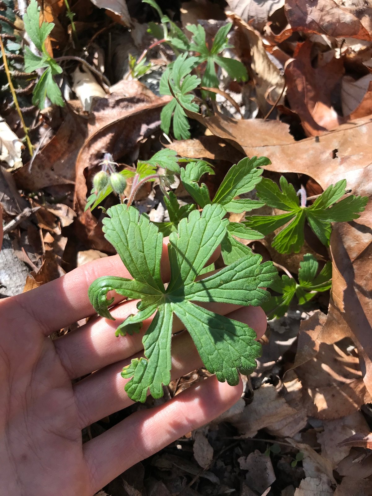 Wild geranium