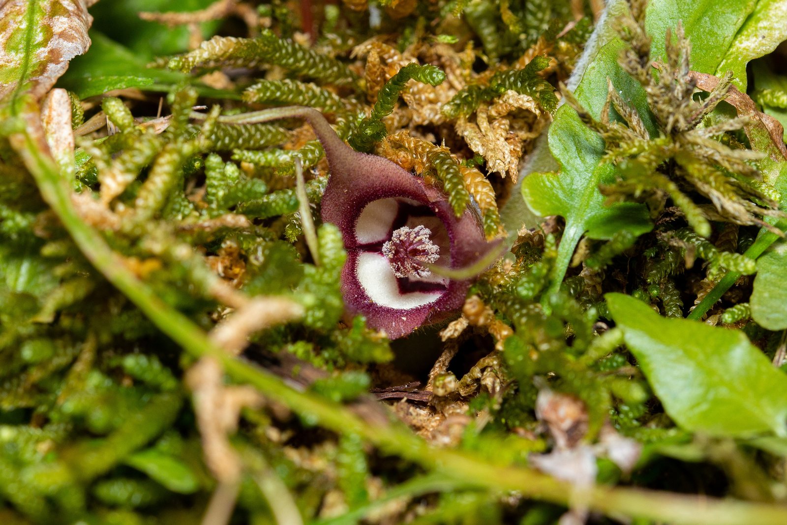 Wild ginger