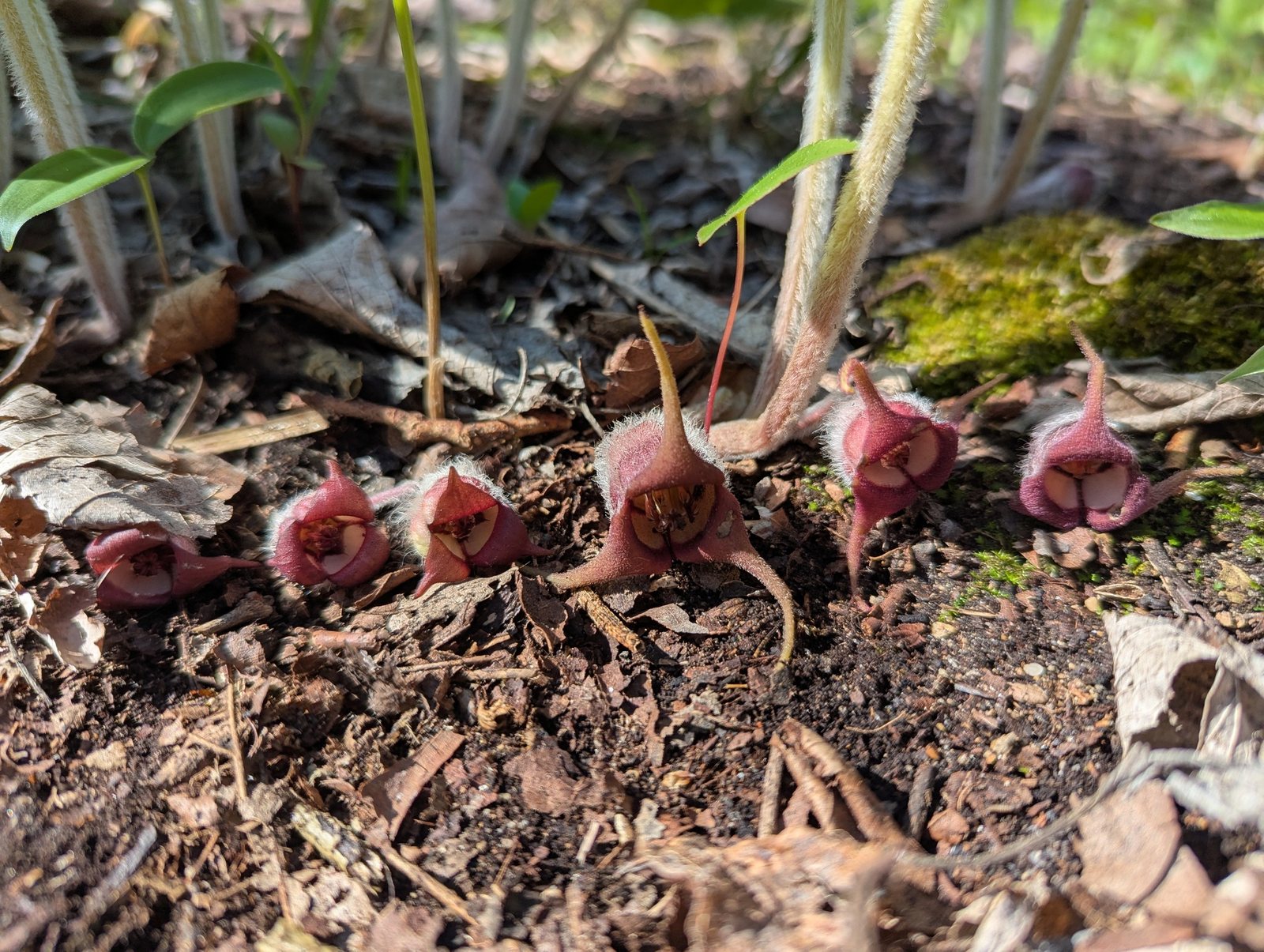 Wild ginger