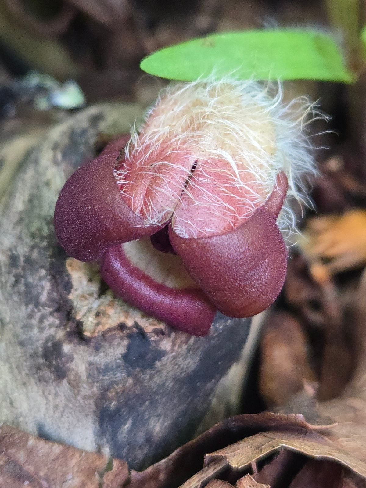 Wild ginger