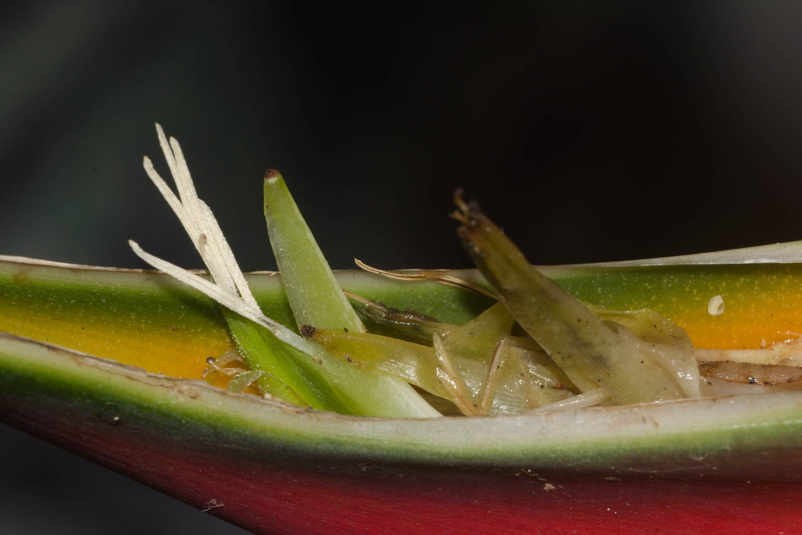 Wild plantain
