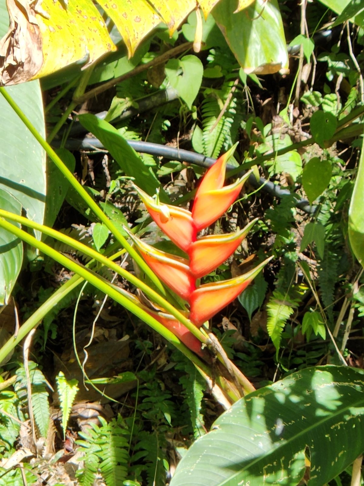 Wild plantain