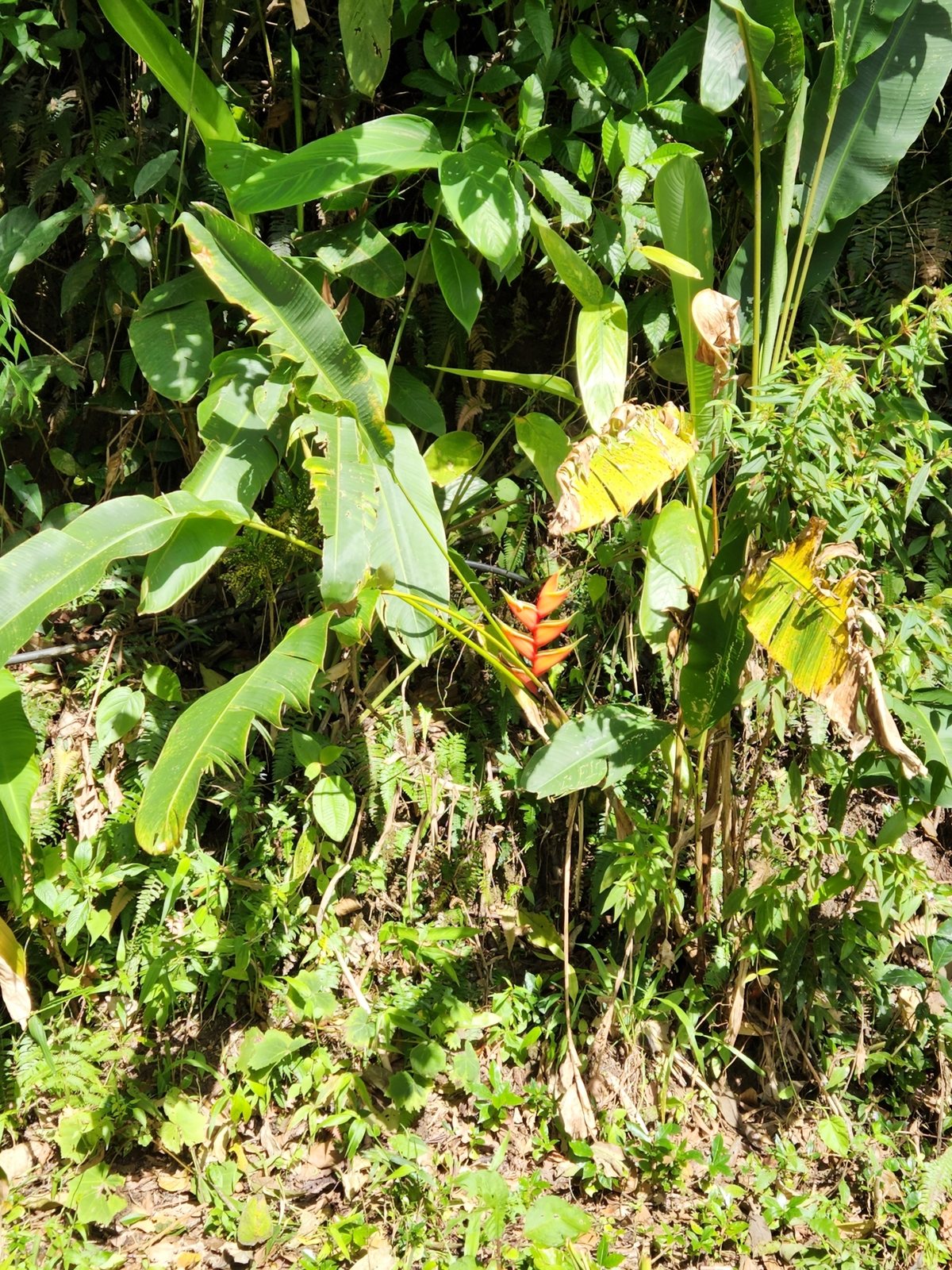 Wild plantain