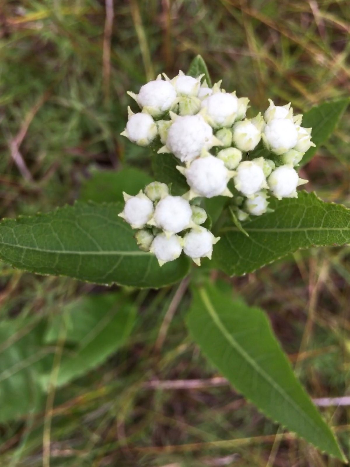 Wild quinine