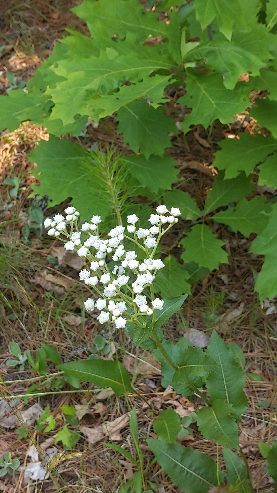 Wild quinine