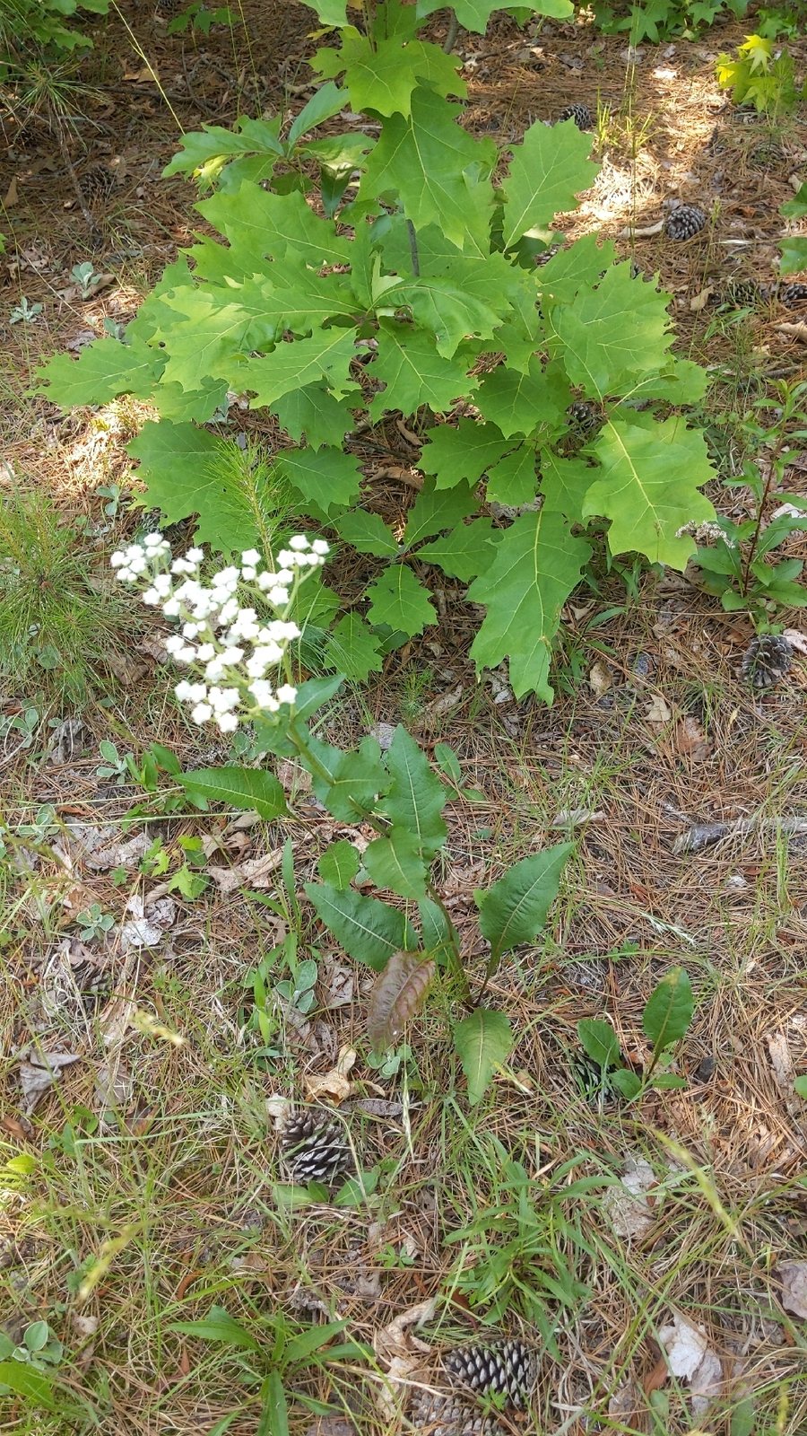 Wild quinine