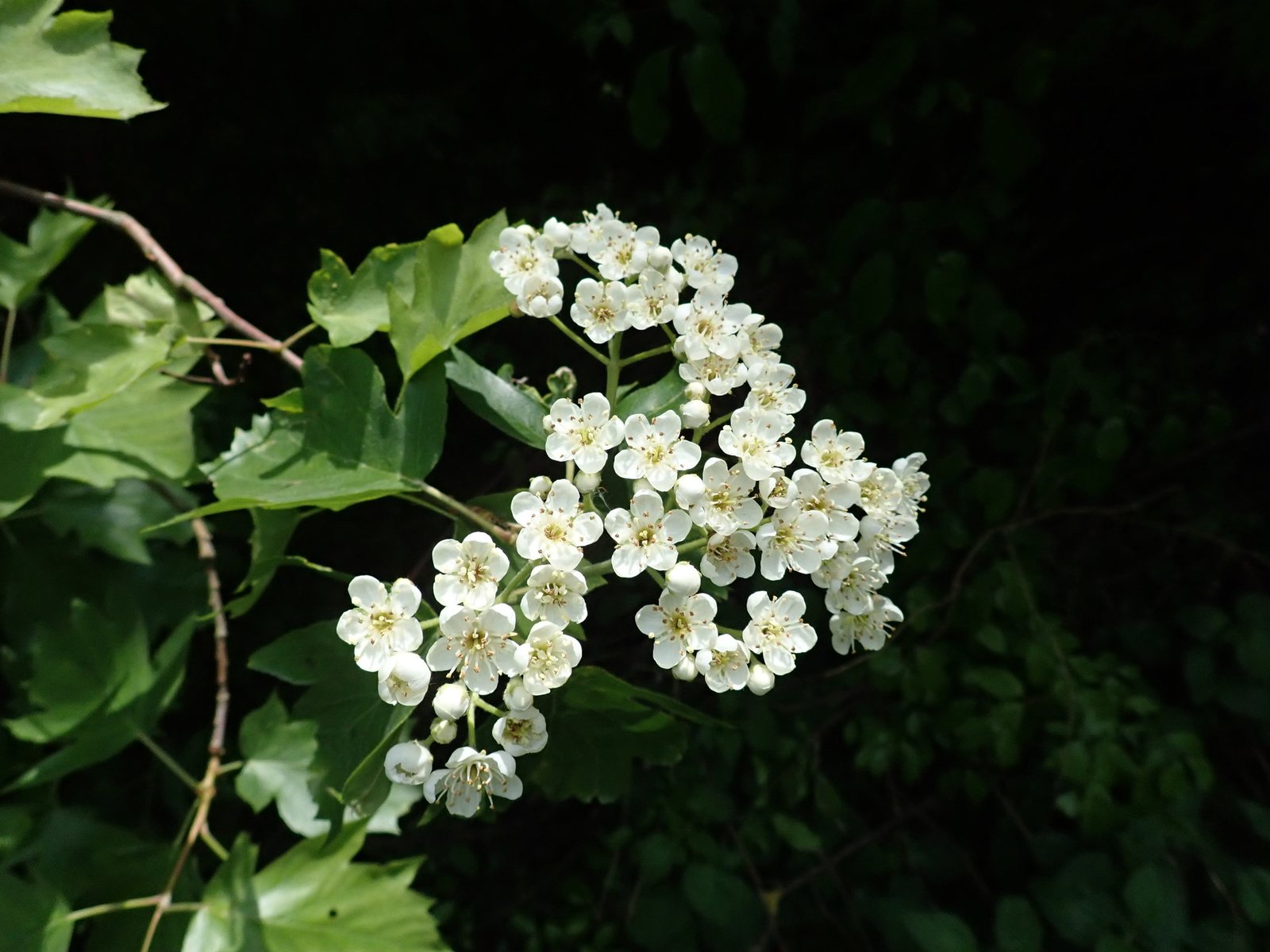 Wild service tree