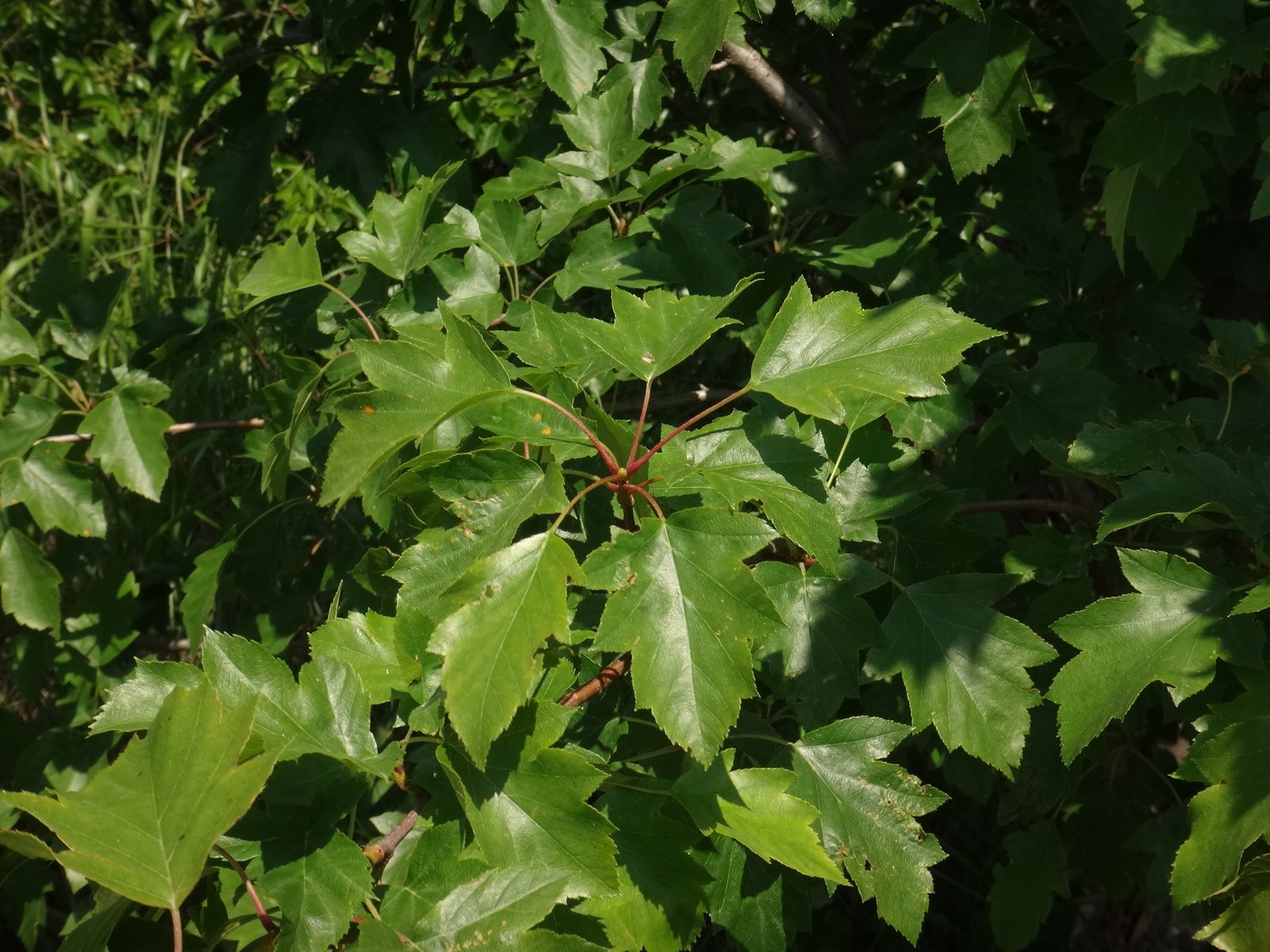 Wild service tree