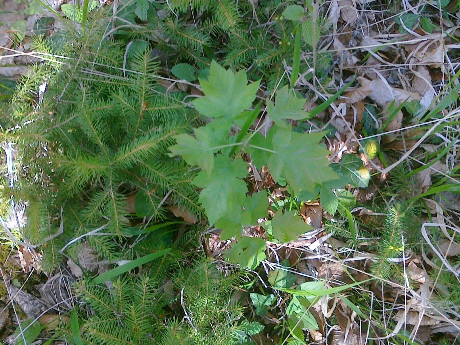 Wild service tree