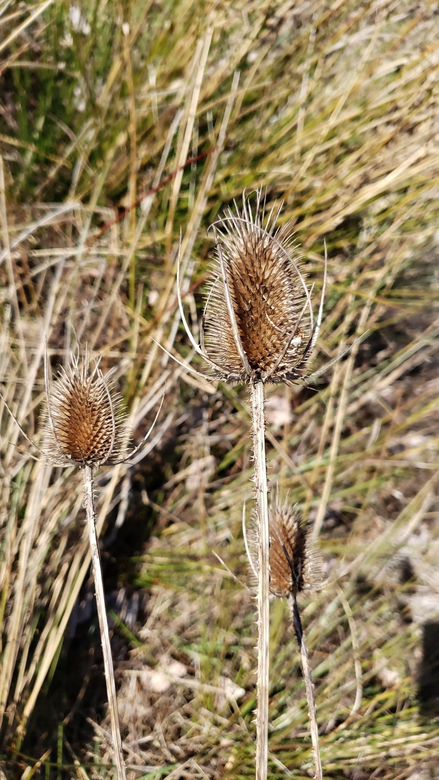 Wild teasel