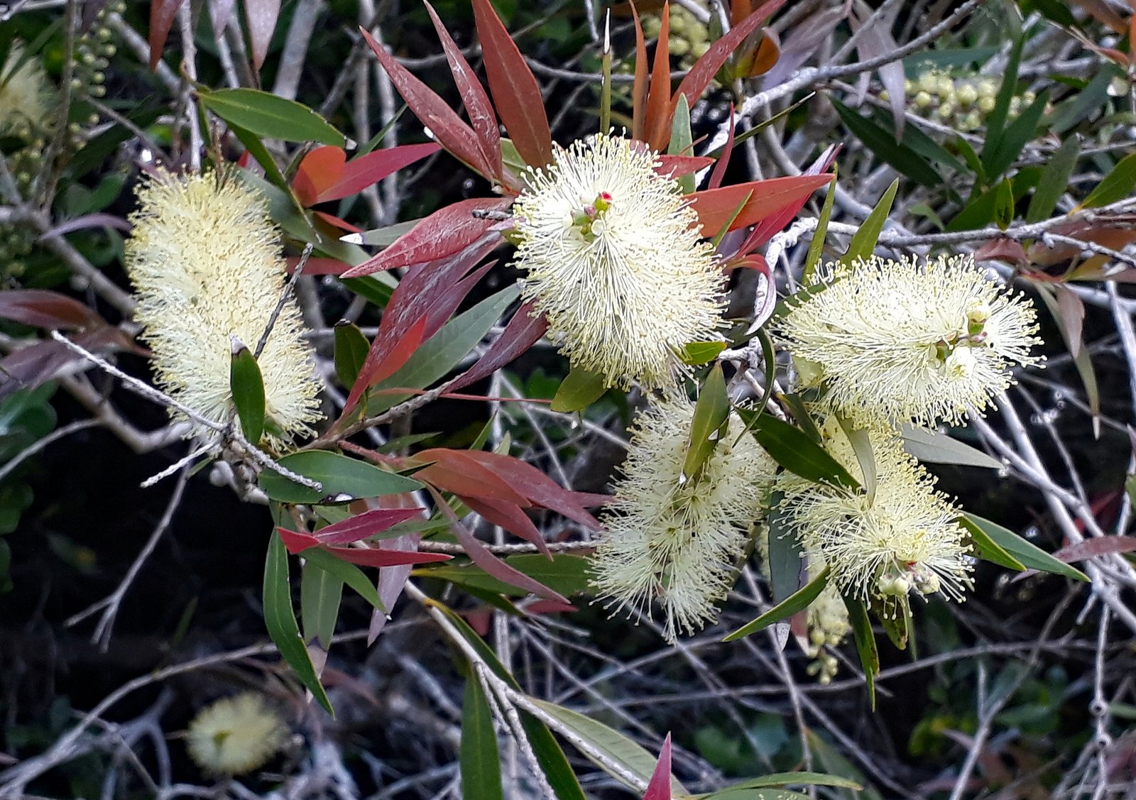 Willow bottlebrush