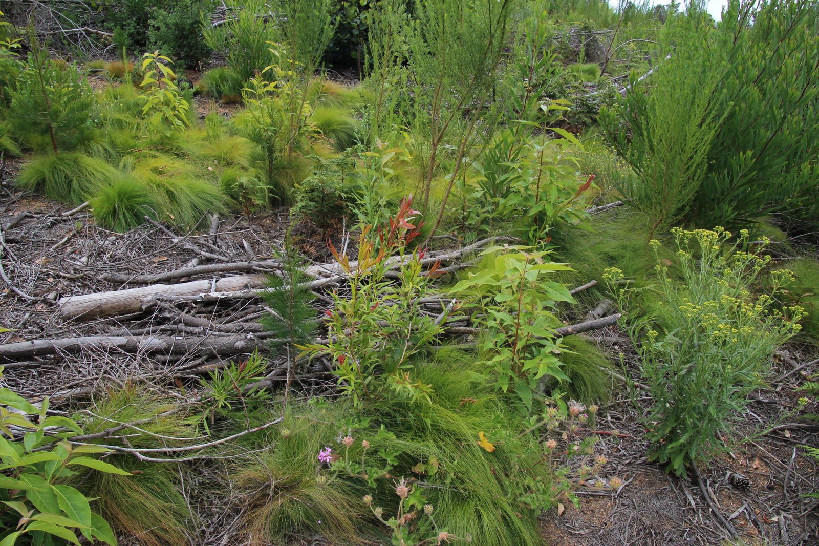 Willow bottlebrush