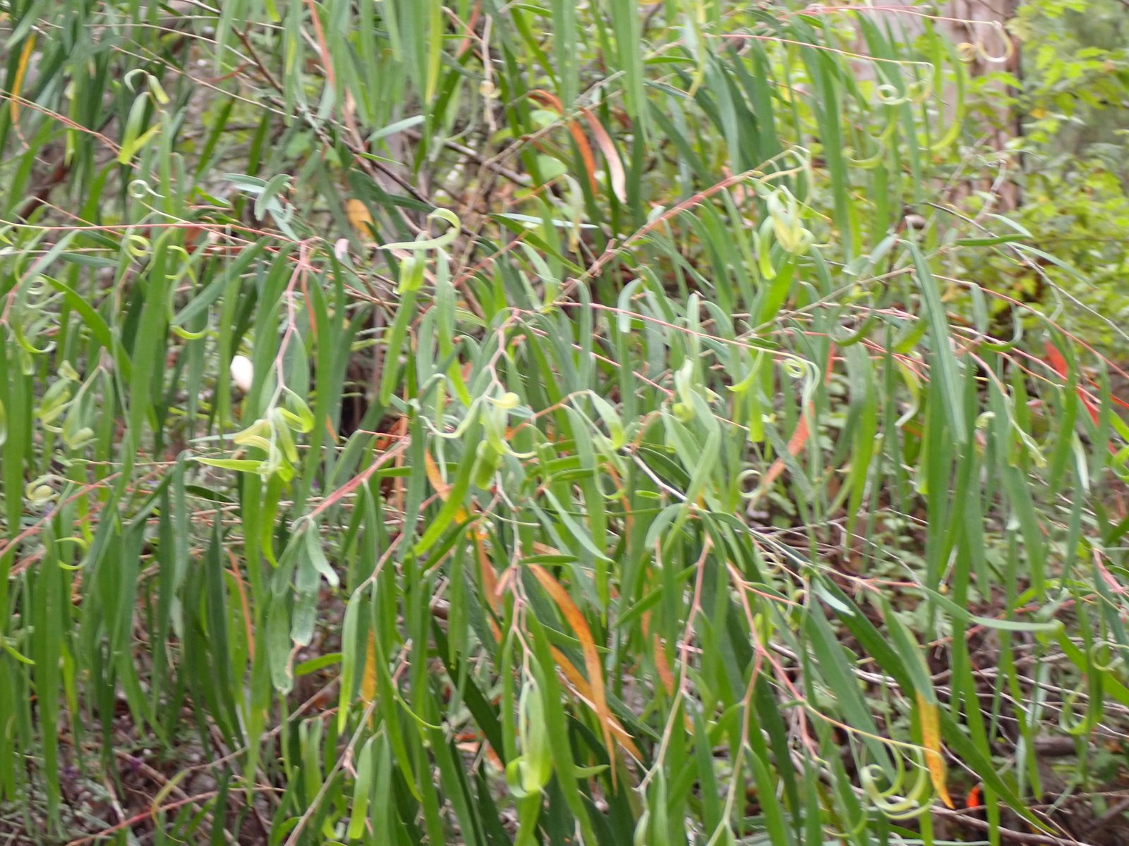 Willow myrtle After Dark
