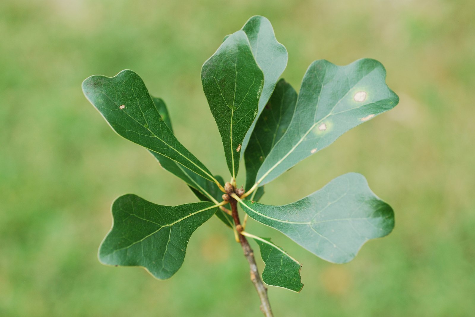 Willow oak