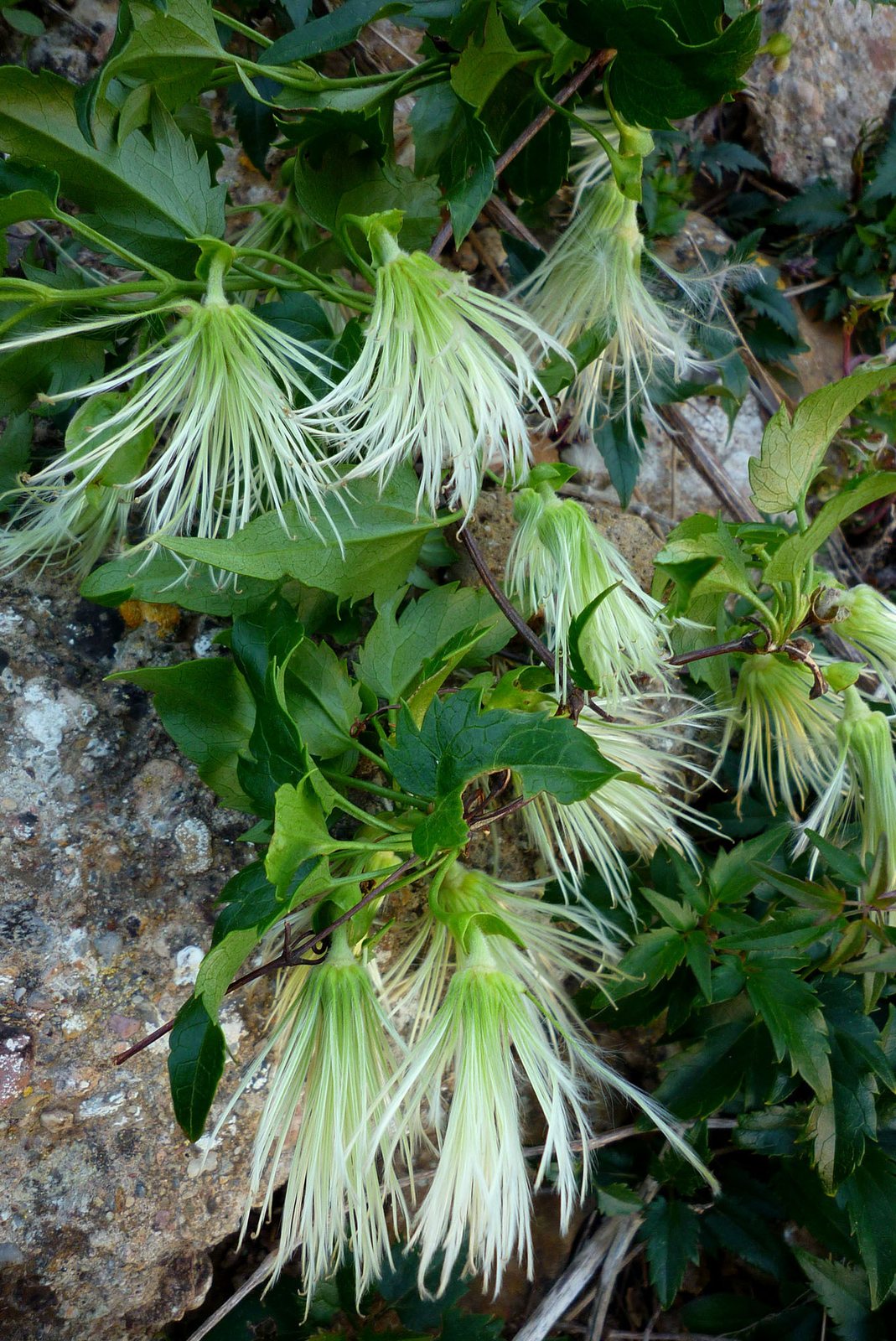 Winter clematis