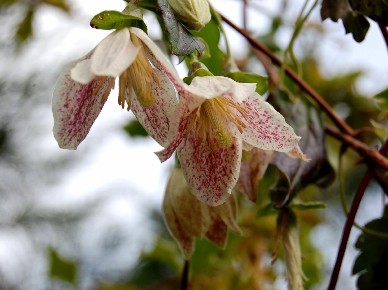 Winter clematis