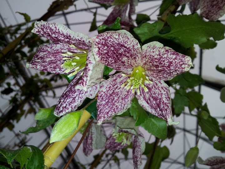 Winter clematis