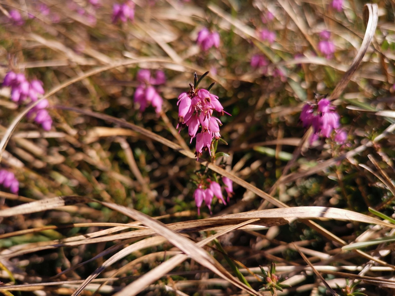 Winter heath
