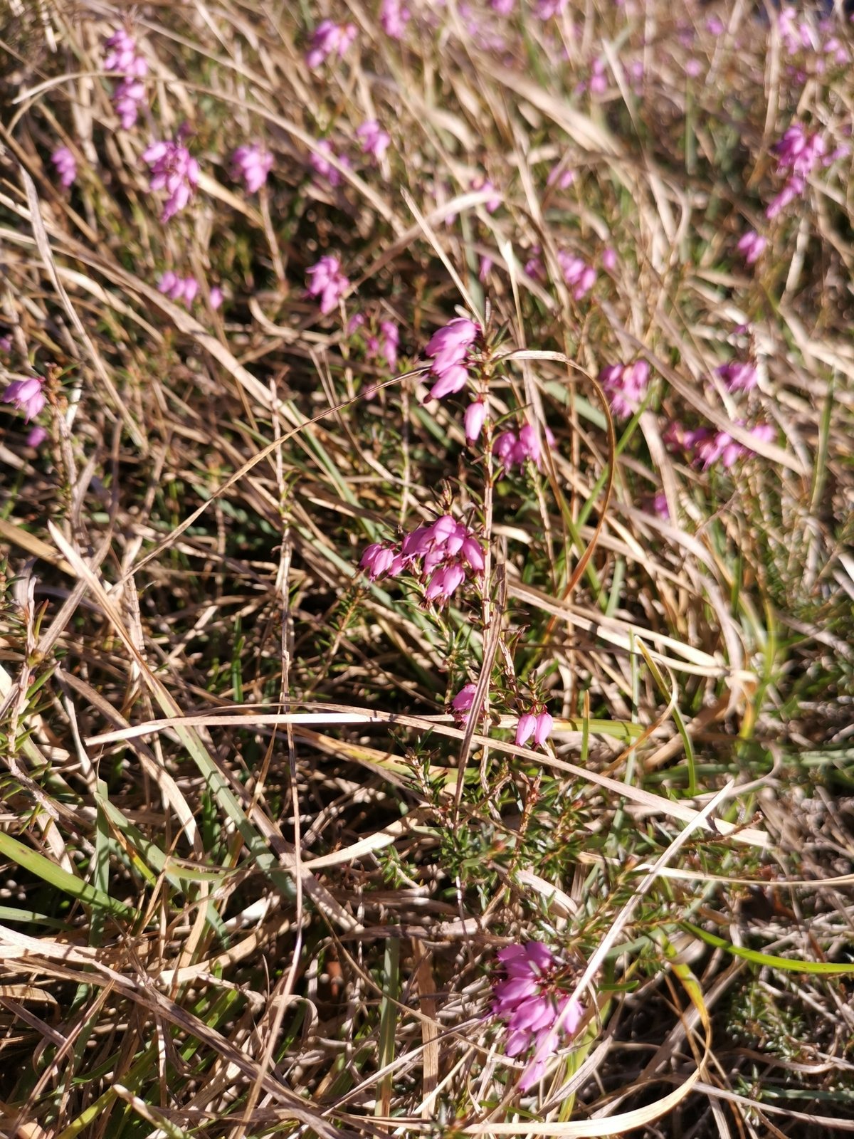 Winter heath