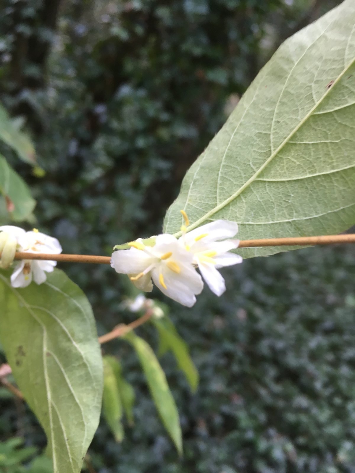 Winter honeysuckle 'Winter Beauty'