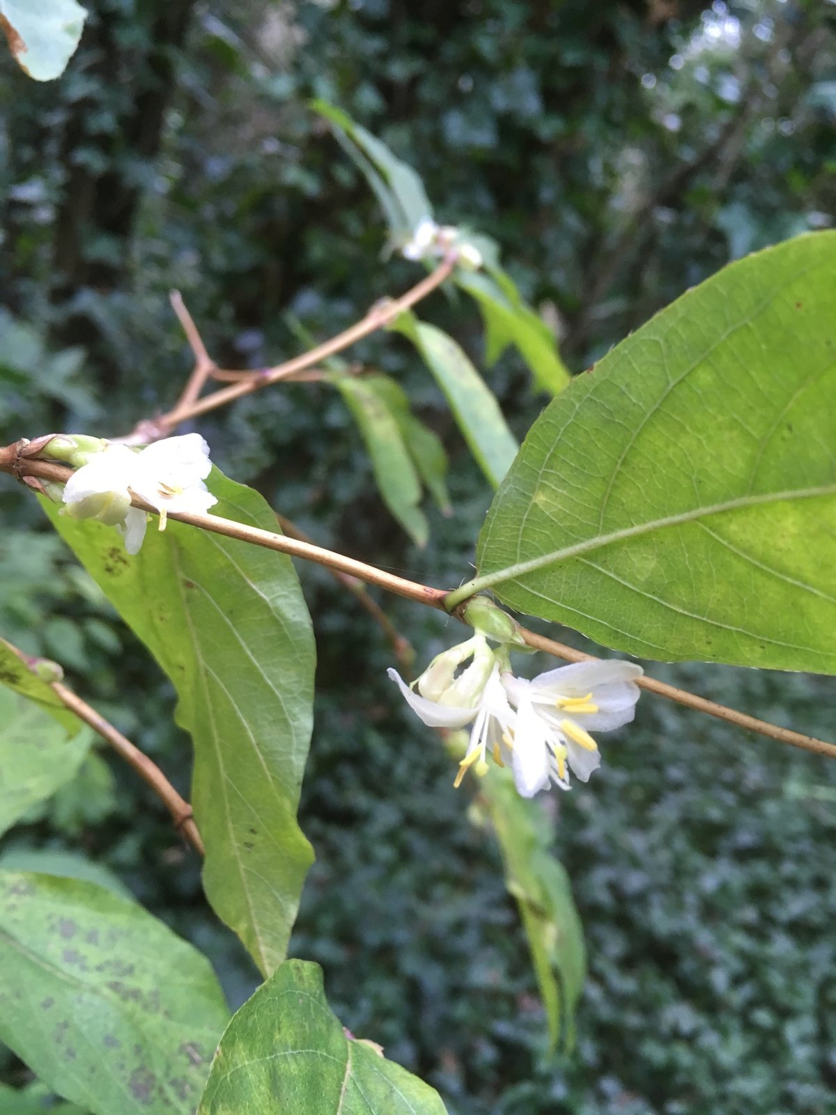 Winter honeysuckle 'Winter Beauty'